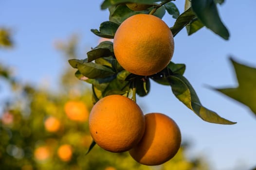 tangerines on branches in the garden during the day 8