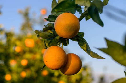 tangerines on branches in the garden during the day 9