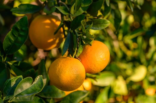 tangerines on branches in the garden during the day 7