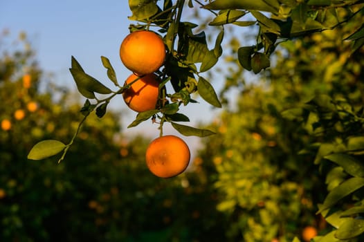 oranges on branches in the garden during the day 1