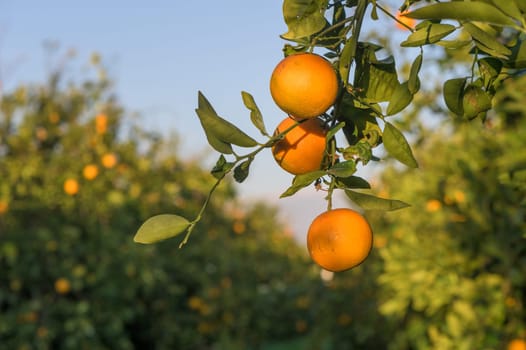 oranges on branches in the garden during the day