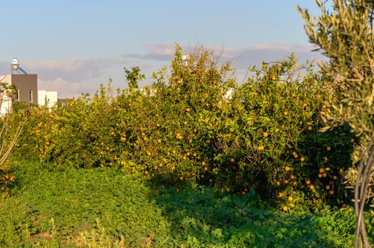 tangerine garden in a village in Cyprus 1