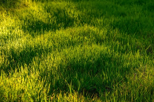 fresh green grass as background