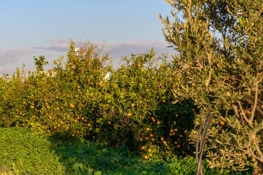 tangerine garden in a village in Cyprus