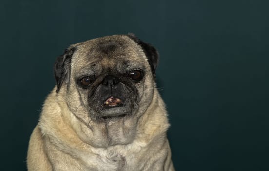 old pug portrait tna dark green background 7