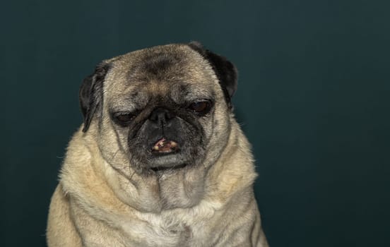 old pug portrait tna dark green background 6