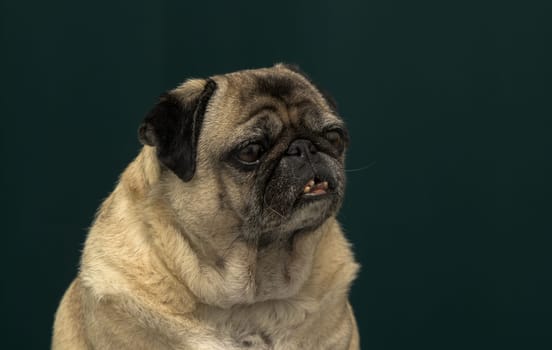 old pug portrait tna dark green background 5