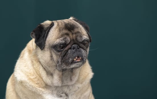 old pug portrait tna dark green background 4