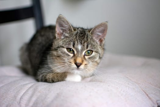 Kitten sleeping lying on pillow closeup
