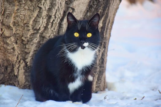 funny striped hunter cat sits on a fence and watches a sitting bird