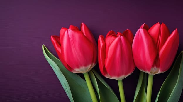 Wonderful spring tulips on the purple background. Top view image. Copy space.