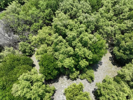 Green mangrove forest with morning sunlight. Mangrove ecosystem. Natural carbon sinks. Mangroves capture CO2 from the atmosphere. Blue carbon ecosystems. Mangroves absorb carbon dioxide emissions.