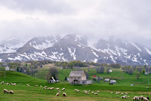 Flock of sheep grazes on the green pasture of a small village in a valley near the snowy mountains. High quality photo