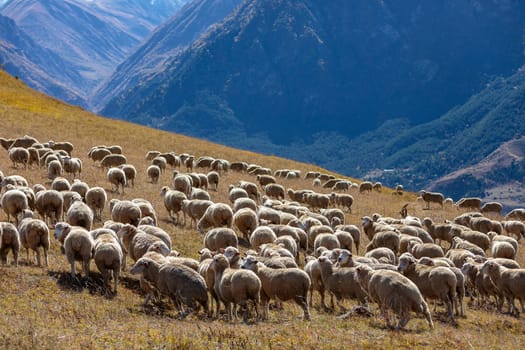Pasture in the mountains where a flock of fluffy sheep grazes against the backdrop of majestic landscapes