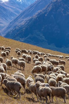 Pasture in the mountains where a flock of fluffy sheep grazes against the backdrop of majestic landscapes