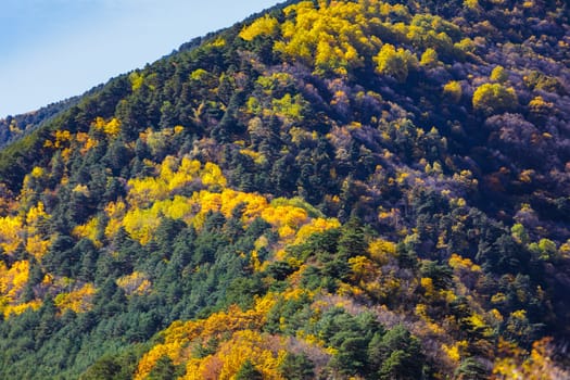 Picturesque autumn trees in the mountains create an amazing and vibrant landscape.
