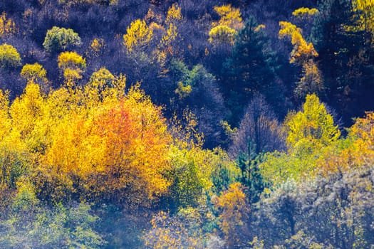 Picturesque autumn trees in the mountains create an amazing and vibrant landscape.