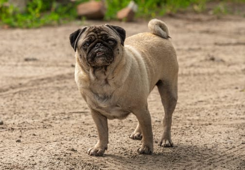 a pug stands on a path in a village in summer