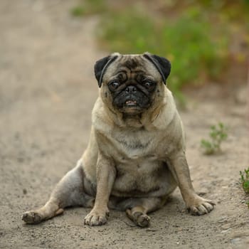 pug sits on the path in the village in summer