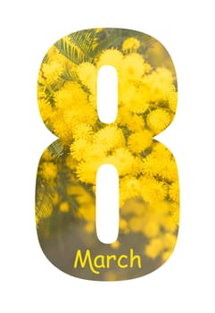 Number 8 from the ribbon greeting card design with beautiful mimosa on white background, International Women's day.