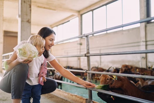 Mom and little girl are feeding cabbage to brown goatlings through the fence in the stall. High quality photo