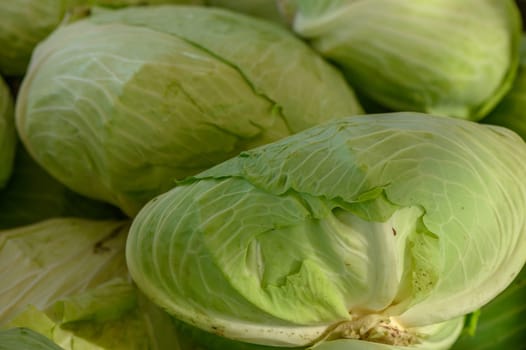 fresh green cabbage at the market on the island of Cyprus in autumn