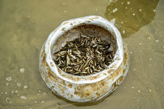 aluminum pot filled with small freshly caught fish