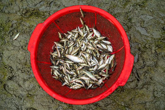 Freshly caught small fish in a bucket