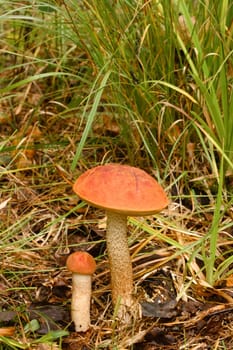 Two red aspen trees grow in the forest. Mushrooms in the forest. Mushroom picking.