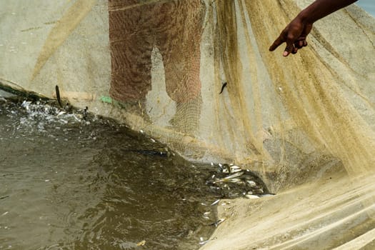 catching small fish with a seine