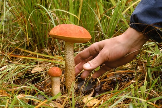 A hand reaches out to pluck an aspen mushroom growing in the forest. Mushrooms in the forest. Mushroom picking.