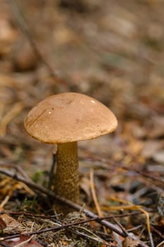 In the forest grows a magnificent mushroom podberezovik. Forest mushrooms.