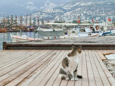 a homeless cat sitting on the pavement against the backdrop of the seaport and mountains. soft focus.