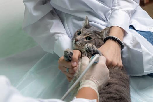 gray cat at the veterinarian's appointment. a veterinarian in white medical gloves performs an ultrasound on a cat. soft focus
