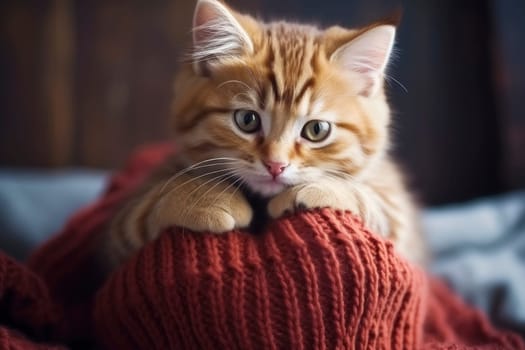 An adorable ginger tabby kitten with striking eyes, comfortably nestled in the soft folds of a red knitted sweater.