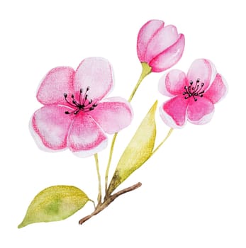 Hand-Drawn Watercolor Illustration Features An Apricot Branch With Flowers
