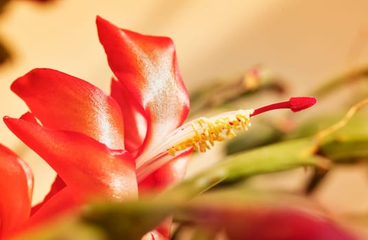 Red flower  of  schlumbergera succulent plant , Christmas cactus or Thanksgiving cactus