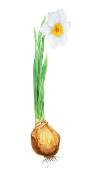 Narcissus, watercolor illustration of daffodils. Hand drawn watercolor painting of a fragrant spring garden flower. White and yellow botanical painting for greeting, wedding, Easter, Mothers day print.