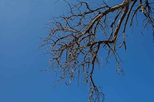 A dead tree branch silhouetted against a clear blue sky