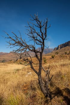 A dead and charred tree in the horizon in the Royal Natal National Park in the Drakensberg South Africa