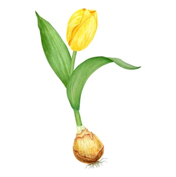 Yellow tulip with bulb watercolor illustration. Hand drawn watercolor painting of spring garden flower. Realistic botanical collection for gardening, farming, wedding, Easter, Mothers day prints.