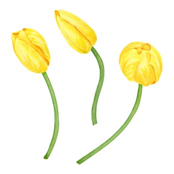 Yellow tulip. Watercolor hand drawn illustration of spring symbol, golden flower. Clip art for Easter, Mothers Day, Womens Day, March 8 cards, wedding, farmer and floristic prints, travelbooks, packing