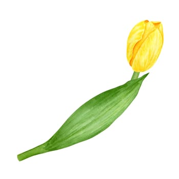 Yellow tulip. Watercolor hand drawn illustration of spring symbol, golden flower. Clip art for Easter, Mothers Day, Womens Day, March 8 cards, wedding, farmer and floristic prints, travelbooks, packing