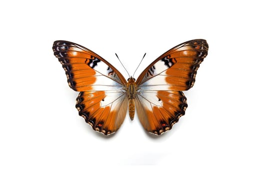 Butterfly with colorful wings isolated on white. Generative AI