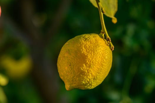 yellow lemon on tree branches in winter 2