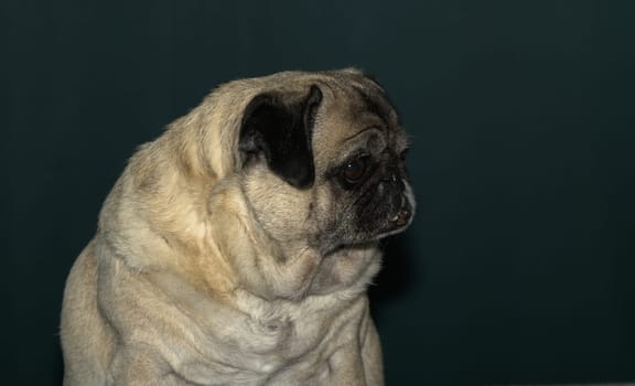 old pug portrait tna dark green background 9