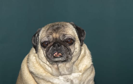 old pug portrait tna dark green background 3