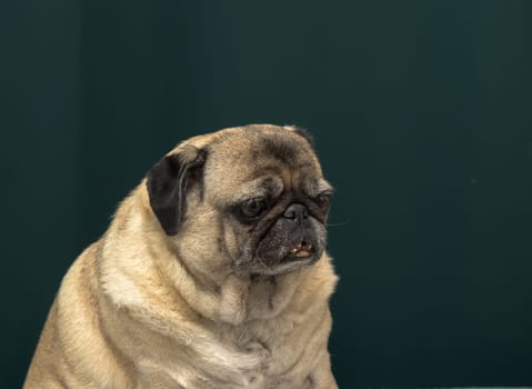 old pug portrait tna dark green background 2