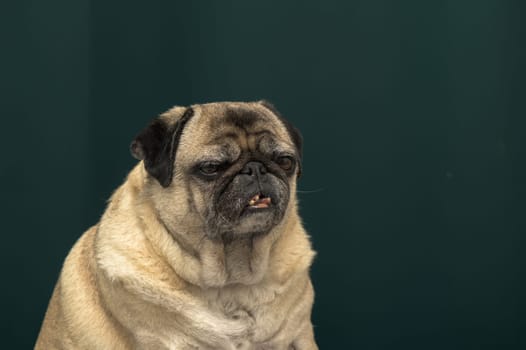 old pug portrait tna dark green background