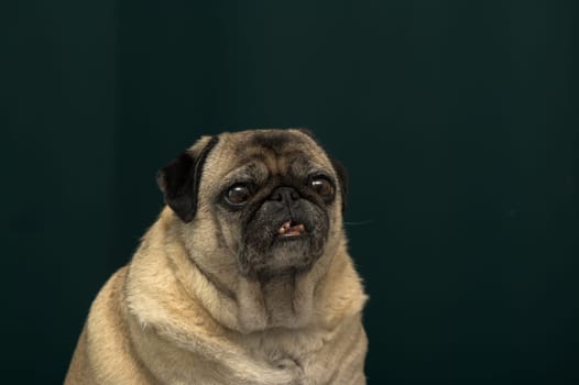 old pug portrait tna dark green background 1